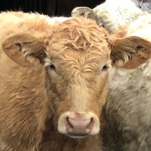 Meet your Posher, Jen